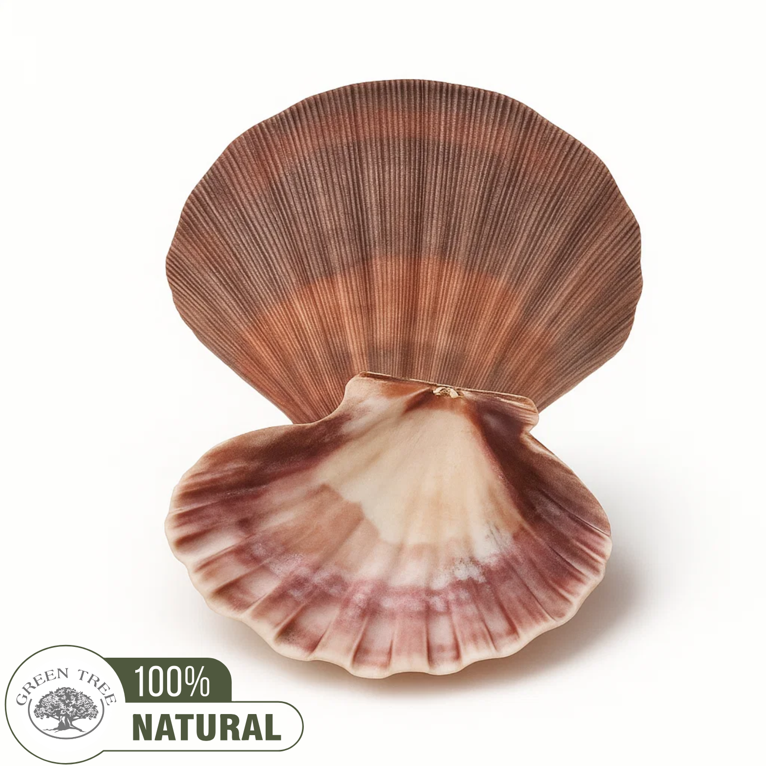 Sint-jakobsschelp Altaarschaal & Brander