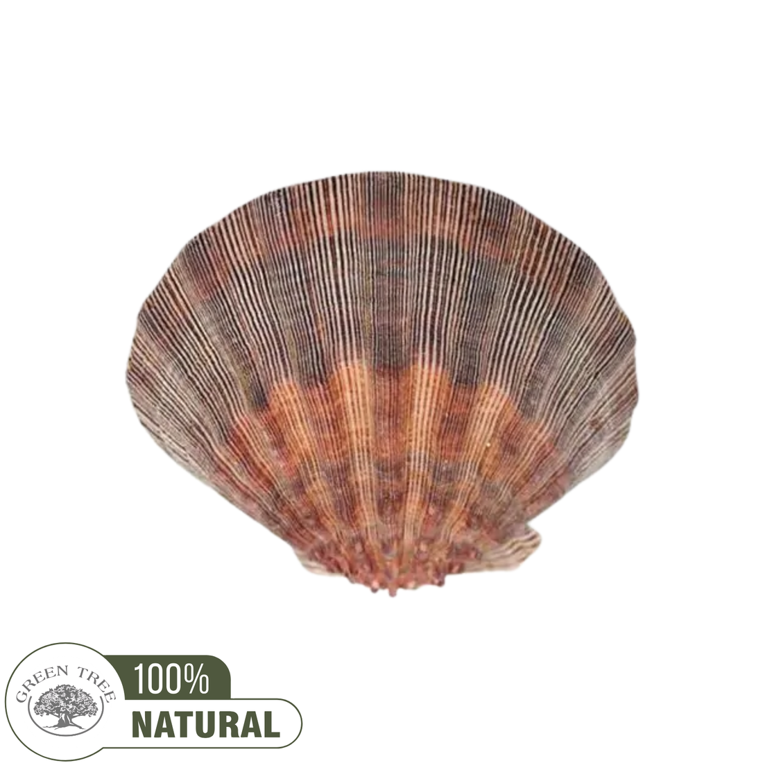 Sint-jakobsschelp Altaarschaal &amp; Brander