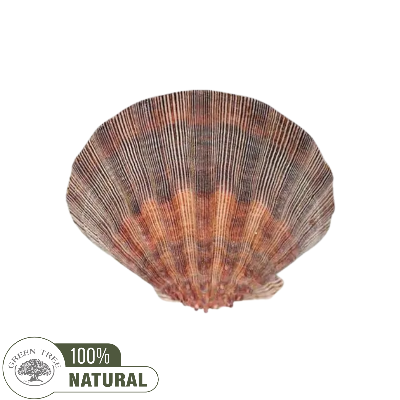 Sint-jakobsschelp Altaarschaal &amp; Brander