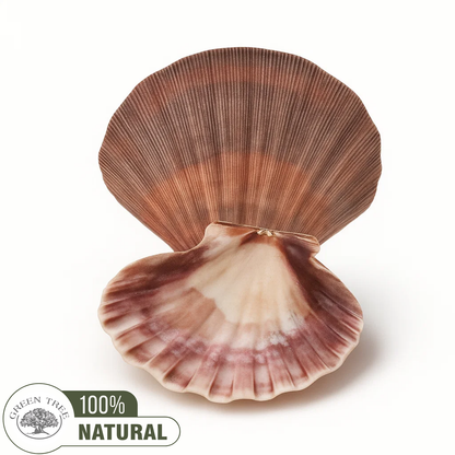 Sint-jakobsschelp Altaarschaal &amp; Brander